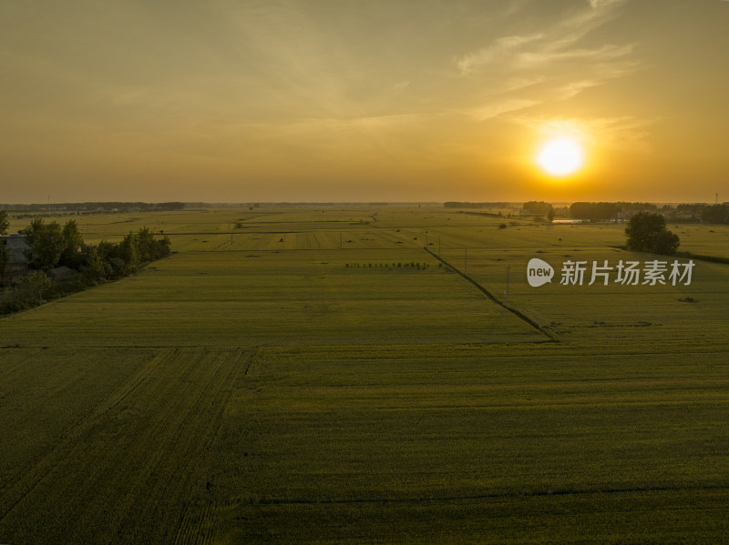 航拍夕阳下五月即将成熟的原野麦田