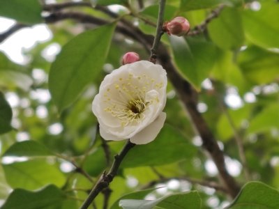 白色梅花绽放枝头特写