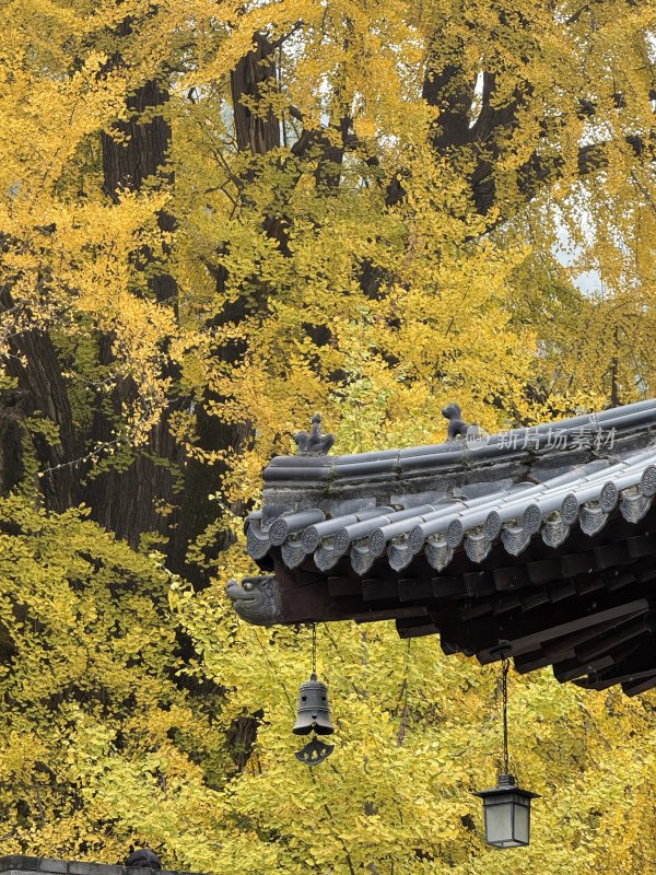 秋天寺庙的银杏-古观音禅寺