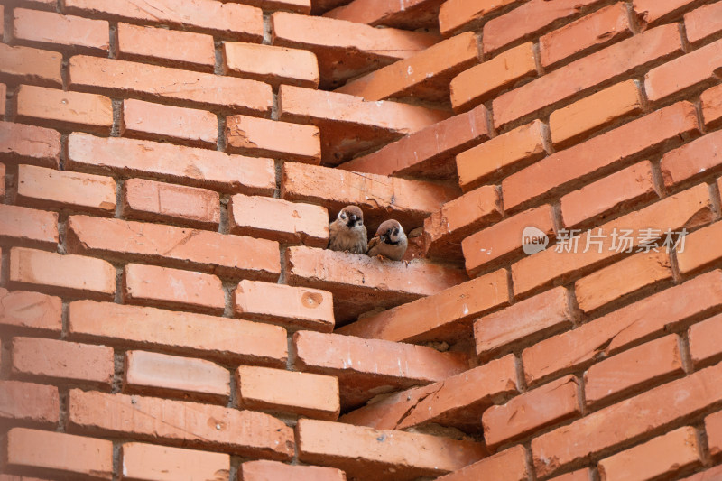 两只麻雀在红砖墙洞中