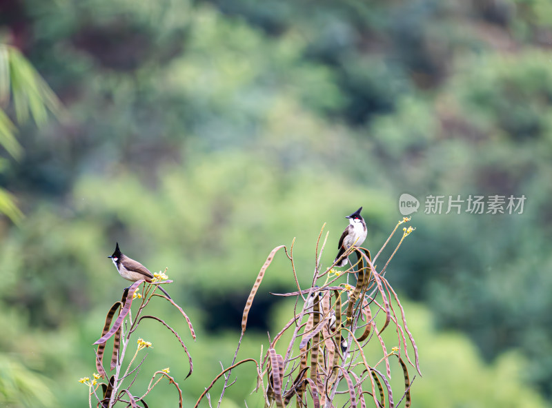 树枝上歇息的红耳鹎