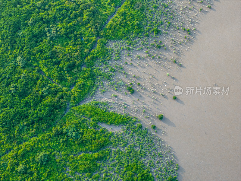 福田红树林自然保护区