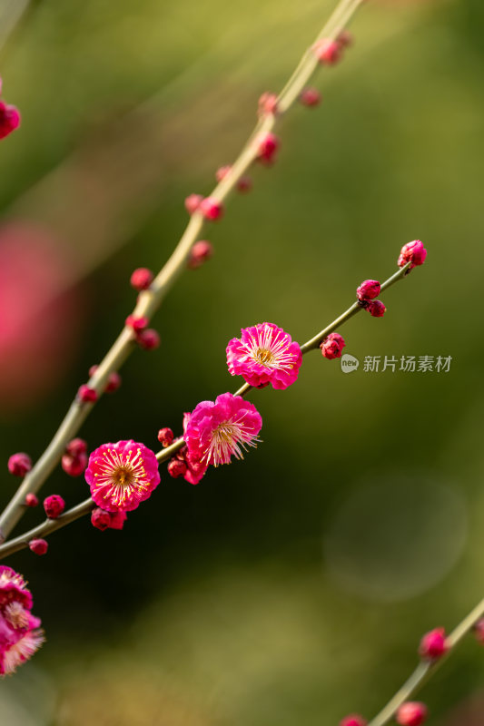 含苞待放的花苞樱花梅花枝