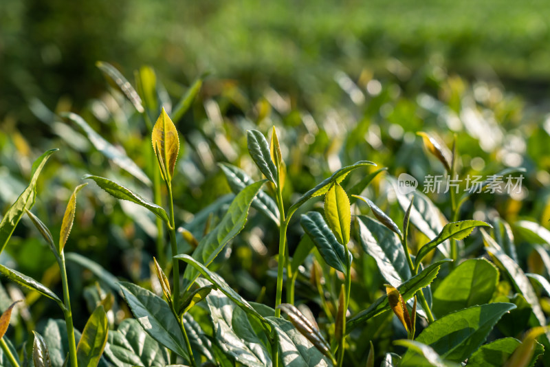 福建茶山茶叶特写