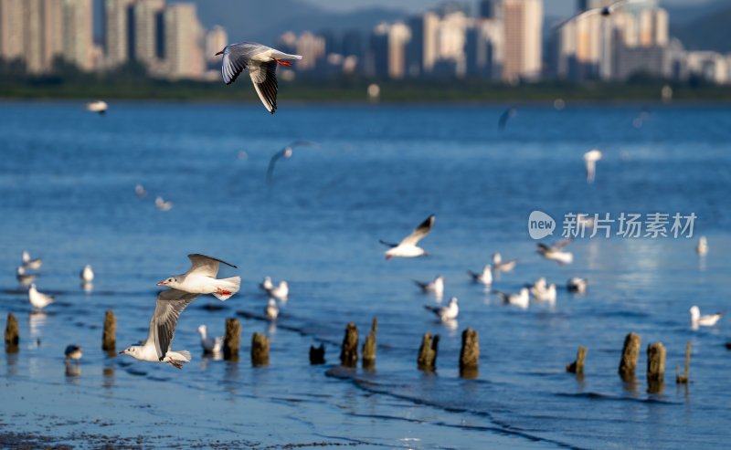 深圳湾海鸥在海面上方飞翔