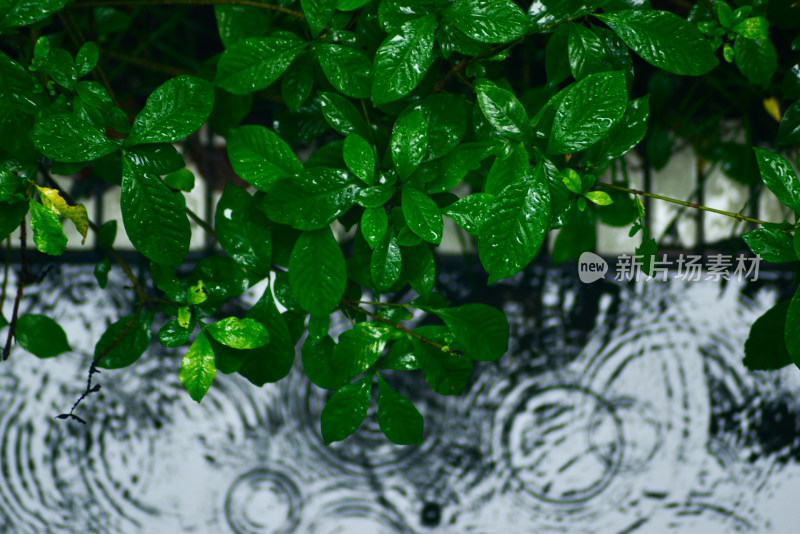 雨滴落下后的涟漪