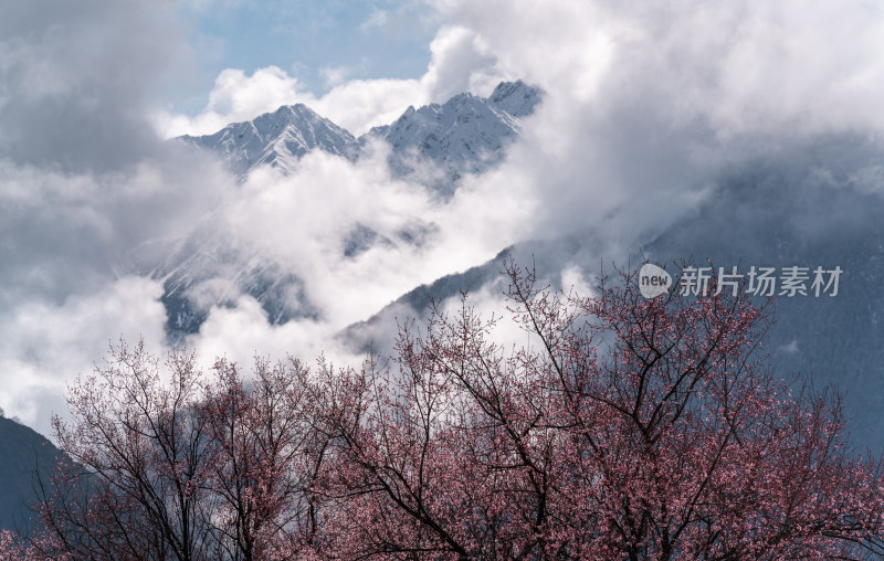 西藏林芝雪山下的桃花