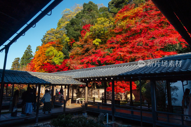 庭院 枫叶 日式庭院 秋天 京都