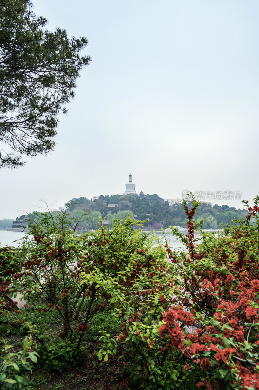 北海公园春天红色海棠花与白塔