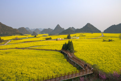 云南罗平油菜花花海