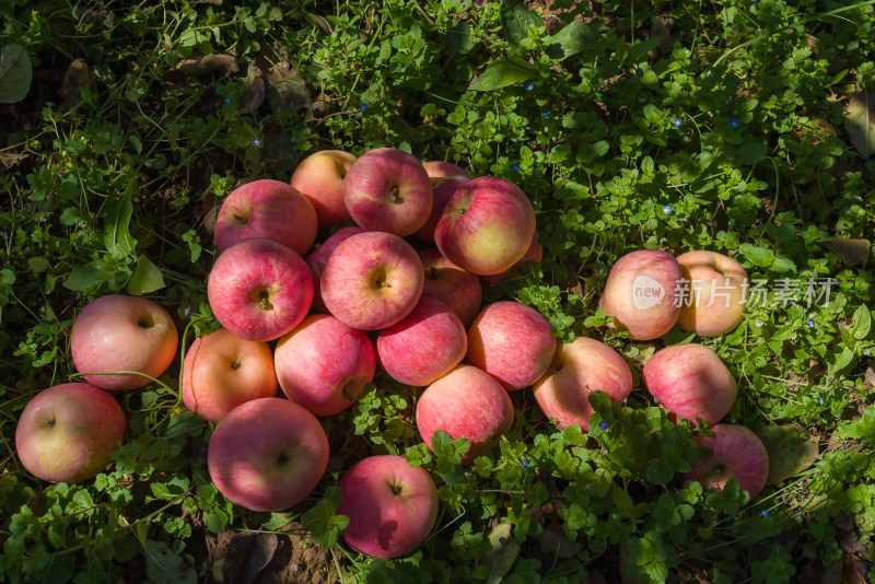 绿草地阳光红苹果农场农村农业丰收水果
