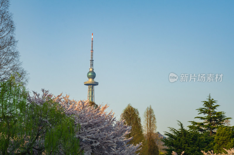 青岛中山公园春季风光