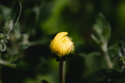 菊花花苞特写