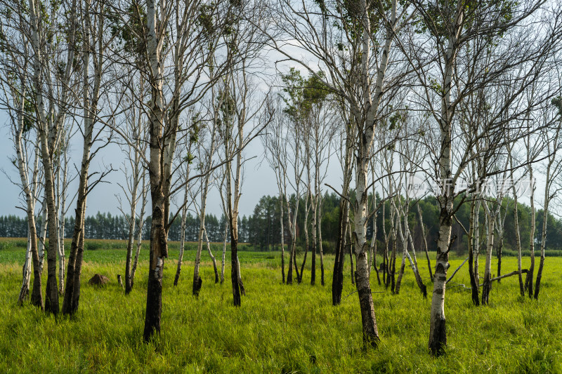 野外白桦林草地风景