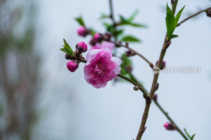 绽放的粉色桃花特写