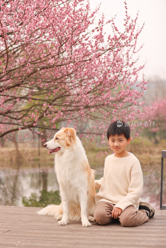 小男孩与边境牧羊犬在梅花树下互动的场景