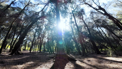 松树林森林阳光树林唯美大自然广角照片