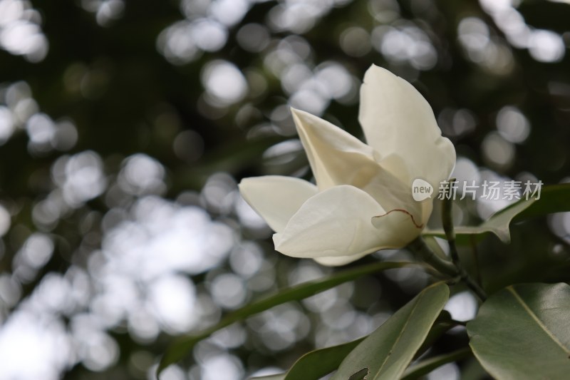 特写白色含笑花