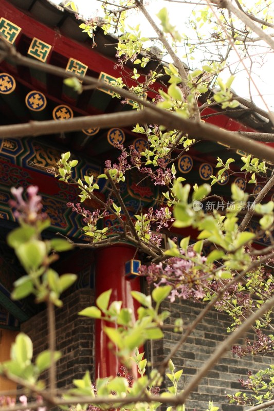 西安藏传寺庙广仁寺内部景观