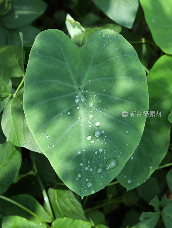 春天绿色的植物叶子树叶和水滴雨滴