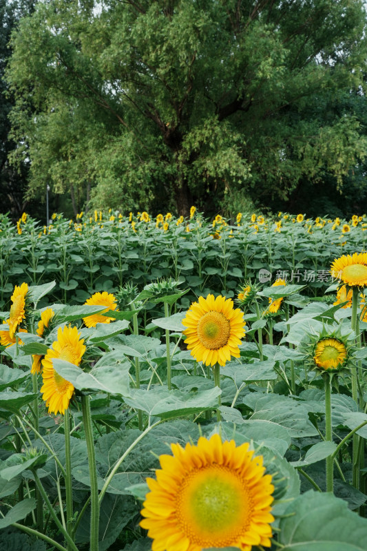 北京奥森公园向日葵