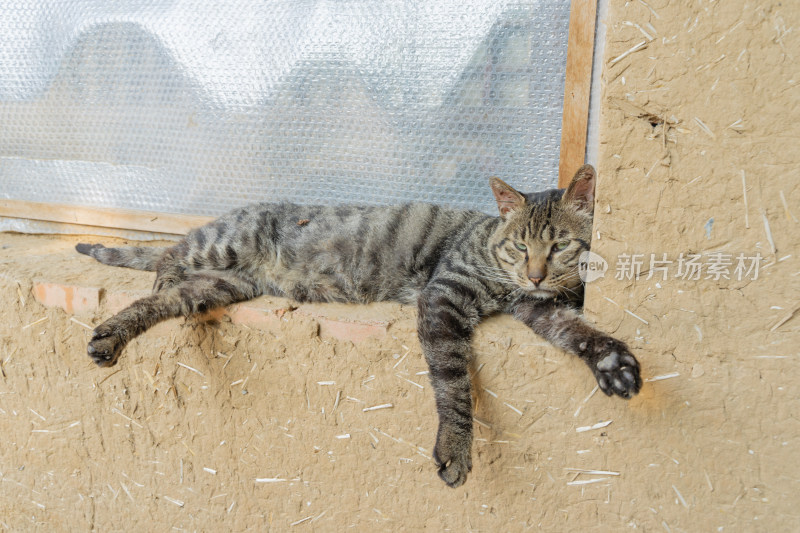 猫躺在窗台上农村院子土墙土房