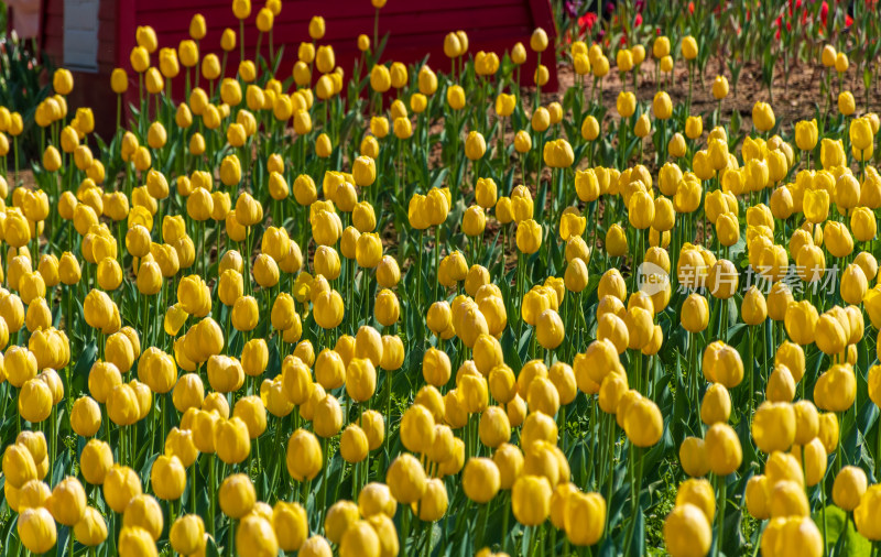 大片郁金香花海景观