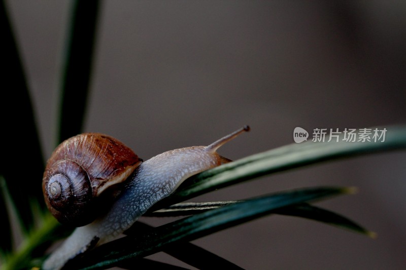 小蜗牛在植物上爬动