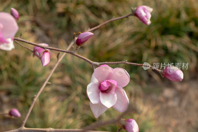 盛开的玉兰花