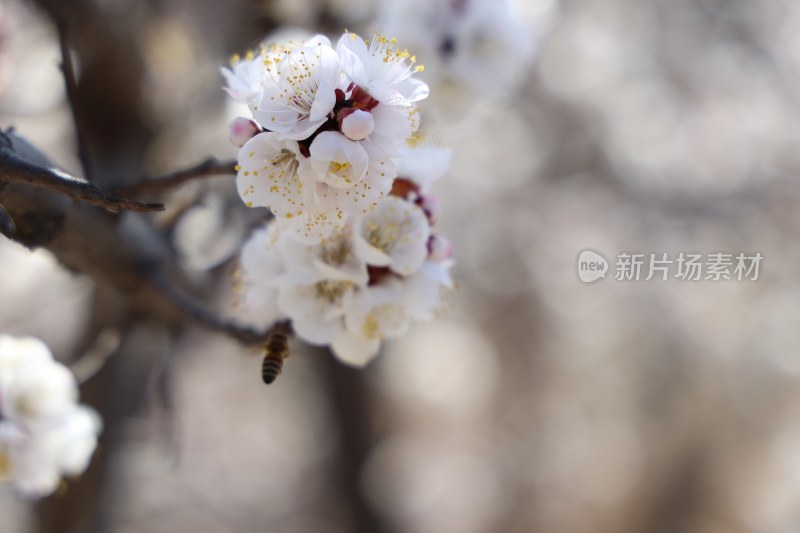 春天的气息花开