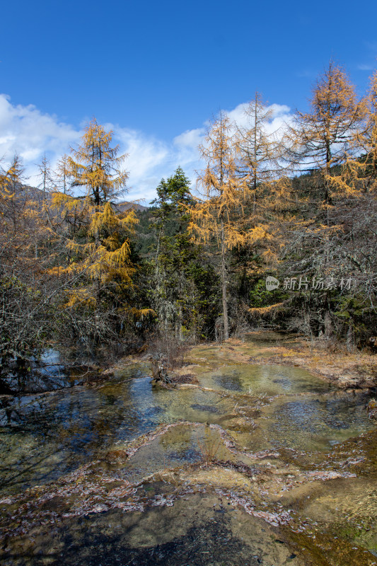 四川阿坝黄龙景区秋日山林流水