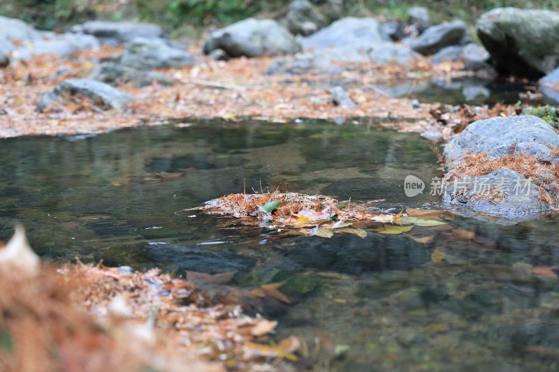 深秋的溪水岩石落叶