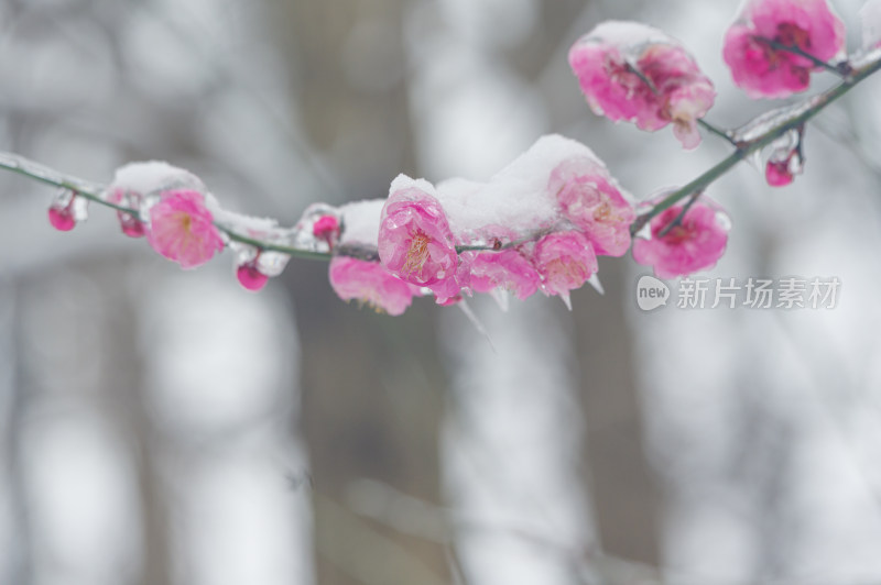 武汉东湖梅园雪中梅花盛开