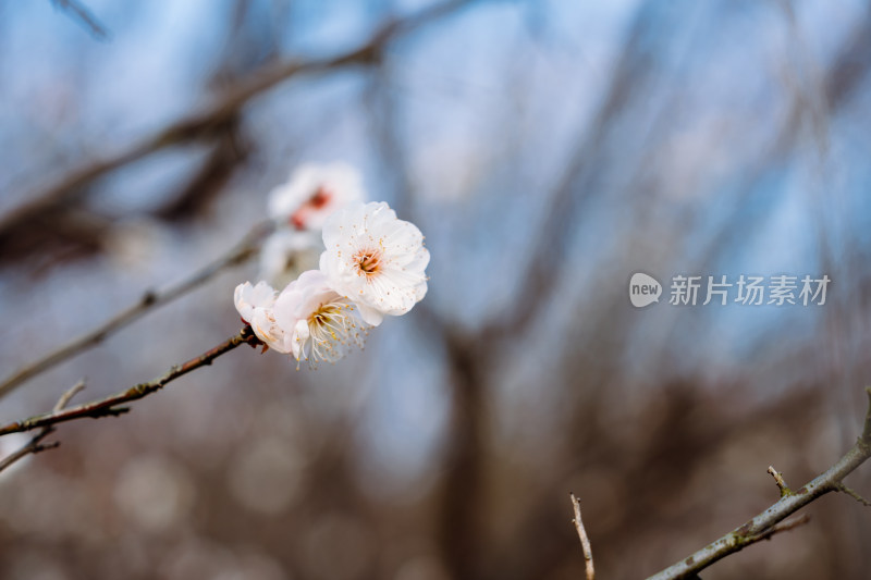 西溪湿地盛开的梅花