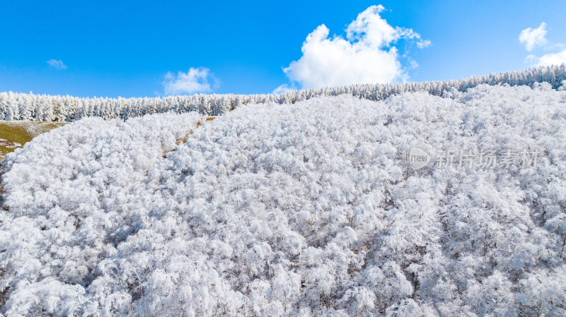 蓝天映衬下的一片银装素裹的雪景