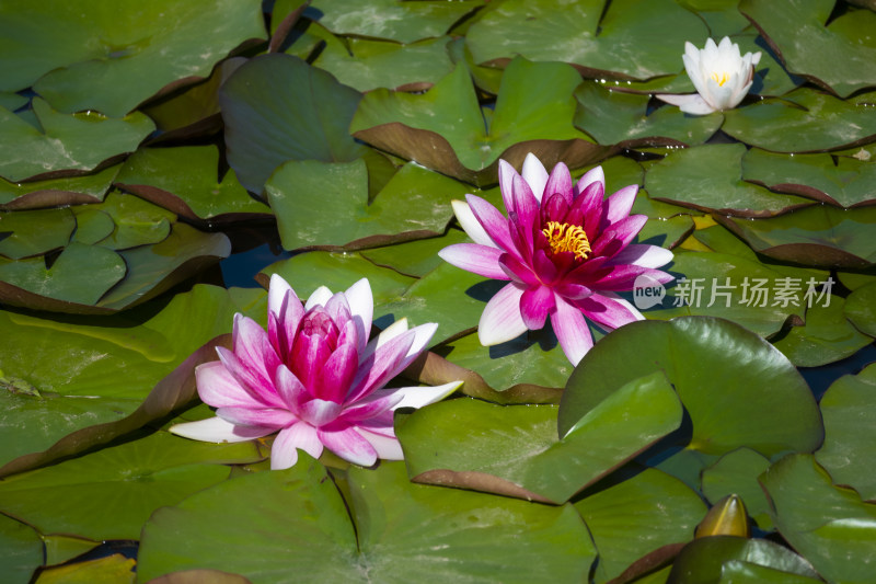 夏天莲花池里盛开的粉色睡莲风景