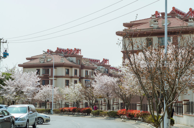 青岛樱花小镇，道路旁樱花盛开