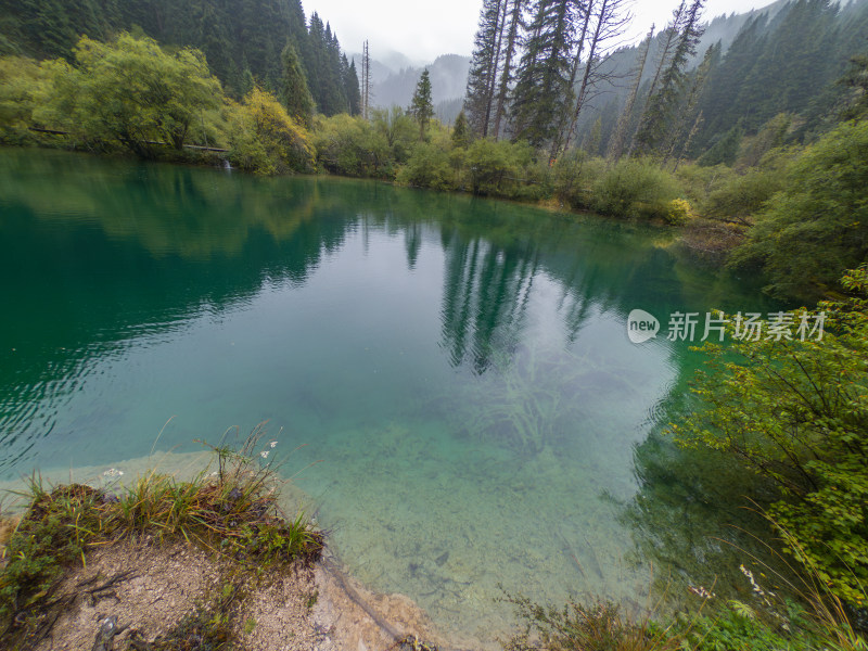 静谧的森林与湖景