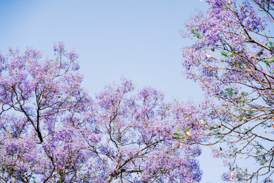 西昌蓝花楹