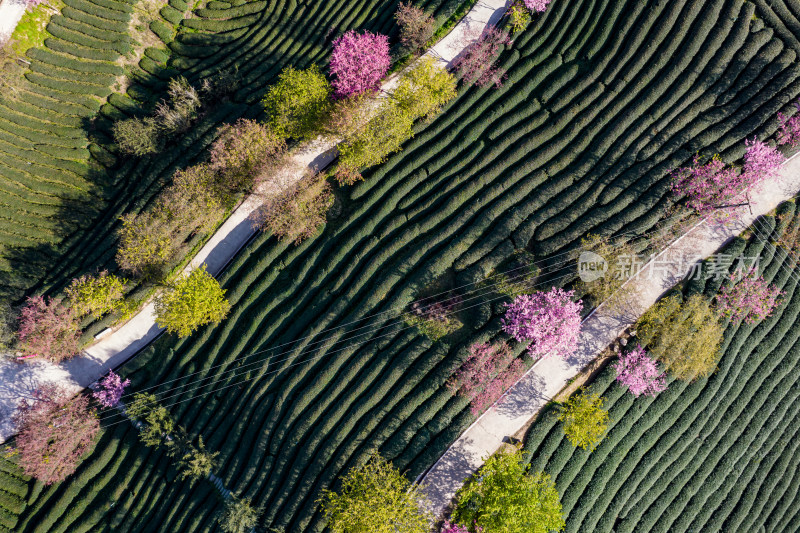 龙岩永福台品樱花茶园