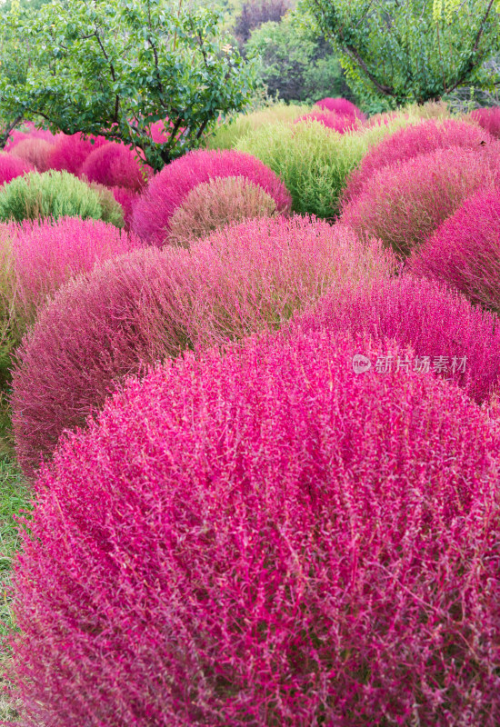 大连英歌石植物园秋天红色的地肤草