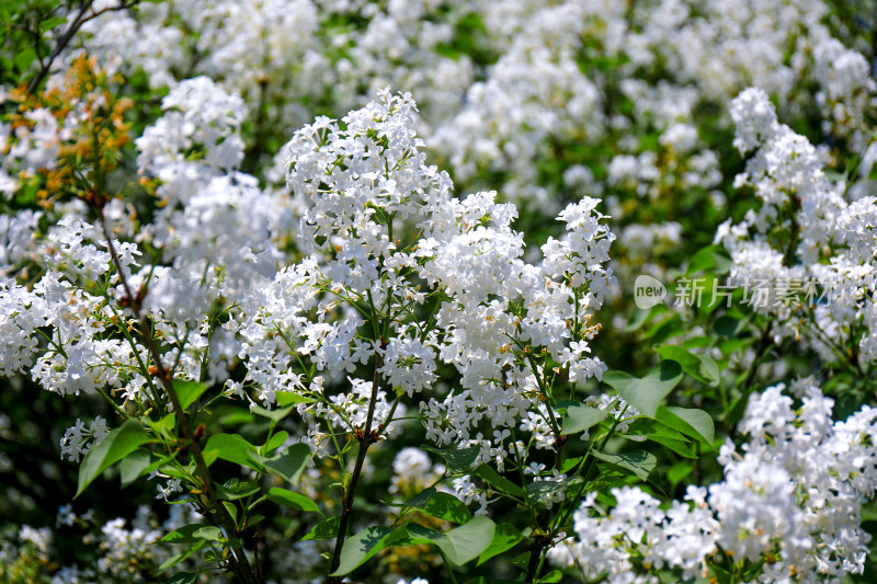 北京天坛公园丁香花