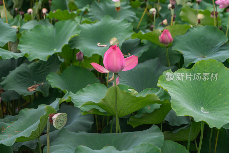 荷花开放特写镜头