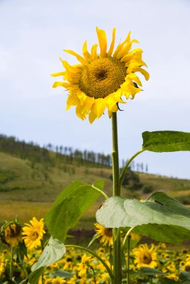 内蒙,坝上,乌兰木统,乌兰木统草原,红山,军马场,草原,草地,