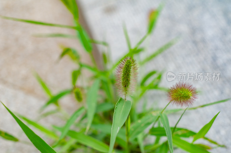 石缝中生长的狗尾巴草