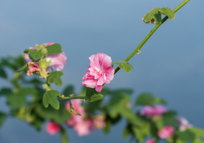 粉红蜀葵花朵特写