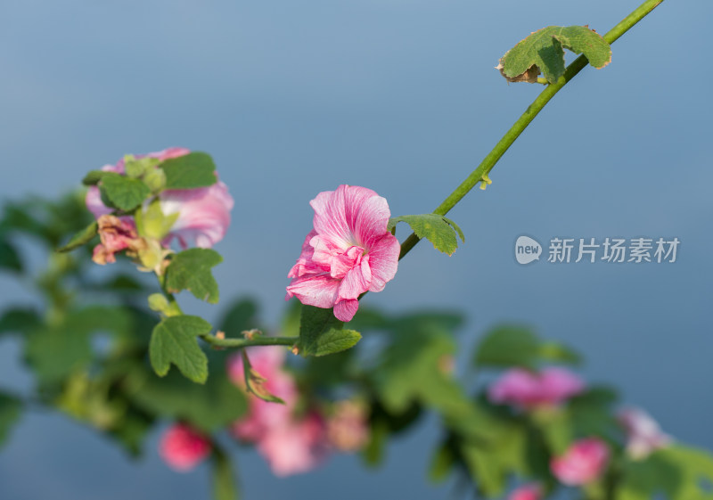 粉红蜀葵花朵特写