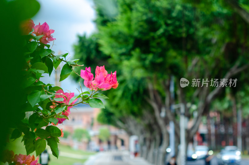 福州青年广场的一簇鲜红的叶子花特写