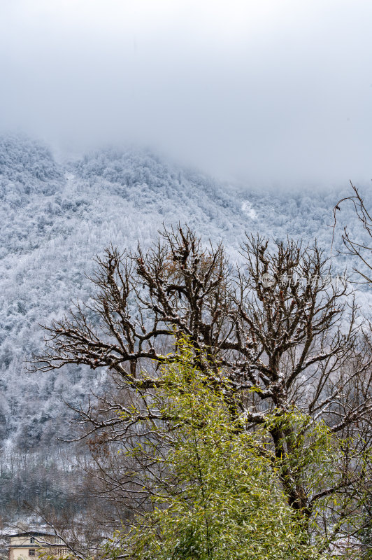 下雪后的川西卧龙风景