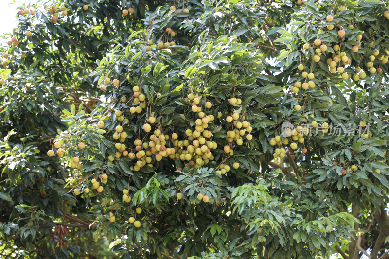 挂满荔枝的荔枝树